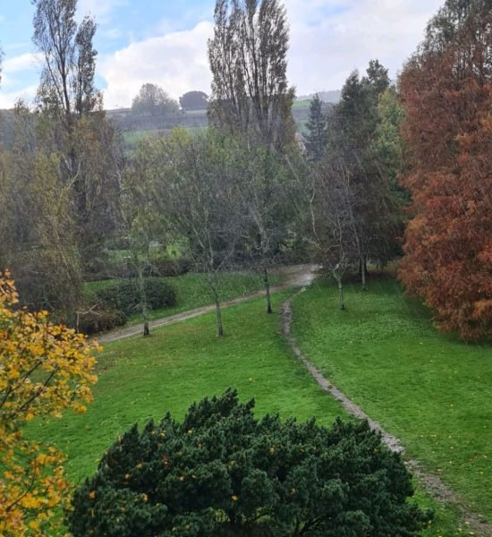 Foto parque árboles